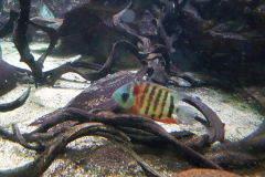 AQUARIUM TROPICAL DE PARIS (75012) LE 14/03/2025