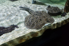 AQUARIUM TROPICAL DE PARIS (75012) LE 14/03/2025