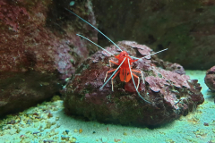 AQUARIUM TROPICAL DE PARIS (75012) LE 14/03/2025