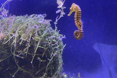 AQUARIUM TROPICAL DE PARIS (75012) LE 14/03/2025