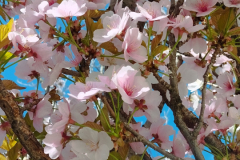 Arbres & Fleurs au Parc Jouvet de Valence (26) le 22/03/2024