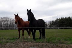 BEST-OF DES ANIMAUX DU 01/01/2024 AU 13/08/2024