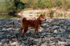 BEST-OF DES ANIMAUX DU 01/01/2024 AU 13/08/2024
