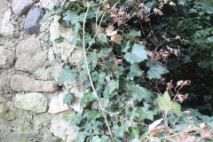 EN BALADE SUR VIVIERS (07) ET LE TEIL (07) (ALBUM 1/2) LE 29/12/2019