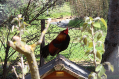 JARDIN AUX OISEAUX / ZOO D’UPIE (26) LE 01/04/2024 (deuxième partie)