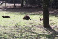 JARDIN AUX OISEAUX / ZOO D’UPIE (26) LE 01/04/2024 (deuxième partie)
