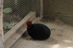 JARDIN AUX OISEAUX / ZOO D’UPIE (26) LE 01/04/2024 (deuxième partie)