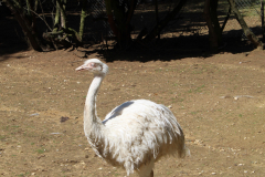 JARDIN AUX OISEAUX / ZOO D’UPIE (26) LE 01/04/2024 (deuxième partie)