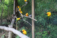 JARDIN AUX OISEAUX / ZOO D’UPIE (26) LE 01/04/2024 (deuxième partie)