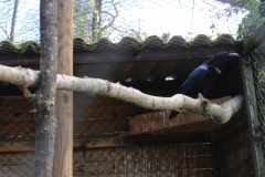 Jardin Aux Oiseaux / Zoo d'Upie (26) le 01/04/2024