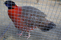 Jardin Aux Oiseaux / Zoo d'Upie (26) le 01/04/2024