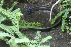 Jardin Aux Oiseaux / Zoo d'Upie (26) le 01/04/2024