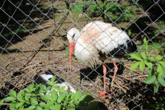 Jardin Aux Oiseaux / Zoo d'Upie (26) le 01/04/2024