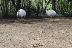 Jardin Aux Oiseaux / Zoo d'Upie (26) le 01/04/2024