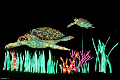 Jurassique en voie d'illumination (édition 2024) à Paris (75005)
