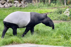 La Ménagerie du Jardin des plantes de Paris (75005) le 23/12/2024