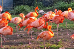 La Ménagerie du Jardin des plantes de Paris (75005) le 23/12/2024