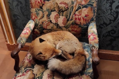 LE MUSÉE DE LA CHASSE ET DE LA NATURE À PARIS (75003) LE 06/07/2026