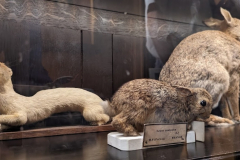 LE MUSÉE DE LA CHASSE ET DE LA NATURE À PARIS (75003) LE 06/07/2026