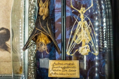 LE MUSÉE DE LA CHASSE ET DE LA NATURE À PARIS (75003) LE 06/07/2026