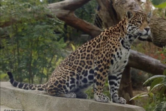 Parc Zoologique de PARIS (75012) le 26/10/2024
