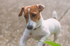 PORTRAIT DE FIDO LE 21/05/2025
