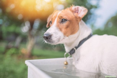PORTRAIT DE FIDO LE 21/05/2025