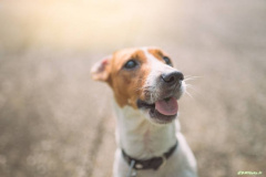 PORTRAIT DE FIDO LE 21/05/2025