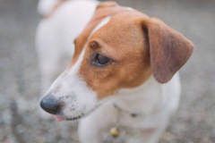 PORTRAIT DE FIDO LE 21/05/2025