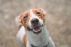 PORTRAIT DE FIDO LE 21/05/2025