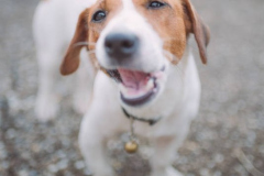 PORTRAIT DE FIDO LE 21/05/2025