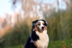 PORTRAIT DE NOISETTE LE 30/01/2026