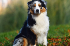 PORTRAIT DE NOISETTE LE 30/01/2026