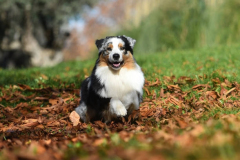 PORTRAIT DE NOISETTE LE 30/01/2026