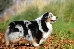 PORTRAIT DE NOISETTE LE 30/01/2026