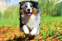PORTRAIT DE NOISETTE LE 30/01/2026