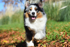 PORTRAIT DE NOISETTE LE 30/01/2026