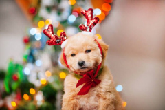 PORTRAIT DE RASPOUTINE LE 23/12/2025