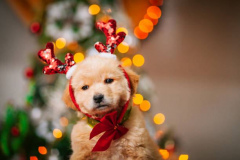 PORTRAIT DE RASPOUTINE LE 23/12/2025