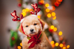 PORTRAIT DE RASPOUTINE LE 23/12/2025